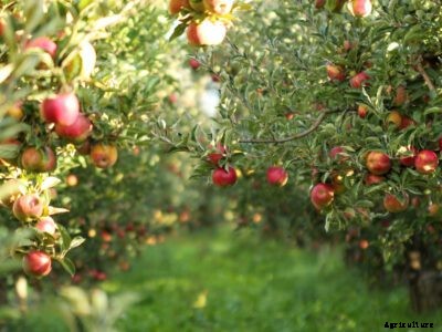 Apple Tree Care: When And How To Prune An Apple Tree