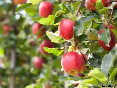 Apple Tree Problems: How To Get Fruit On Apple Trees