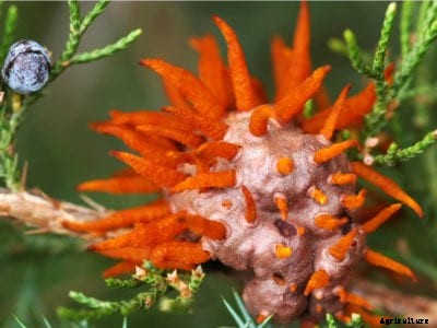 Tips For Cedar Apple Rust Control