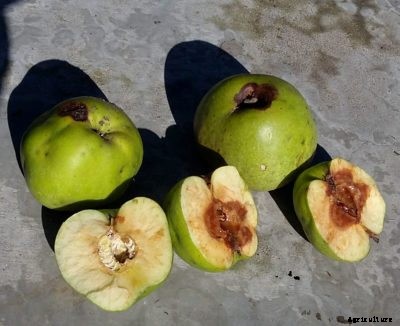 Apple Maggot Prevention: Apple Maggot Signs And Control