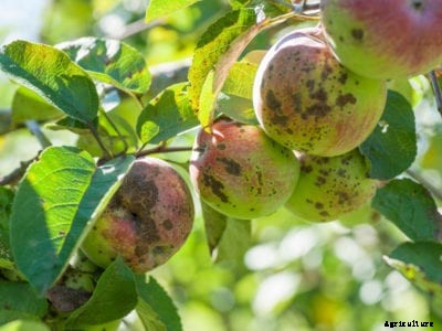 Information On Common Diseases Of Apple Trees