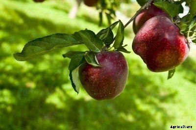 Apple Tree Planting Guide: Growing An Apple Tree In Your Yard