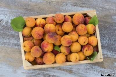 How To Store Apricots: Learn About Post-Harvest Care Of Apricots