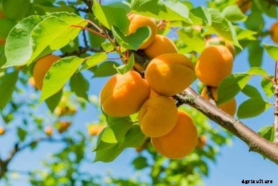 Feeding Apricot Trees: When And How To Fertilize An Apricot Tree