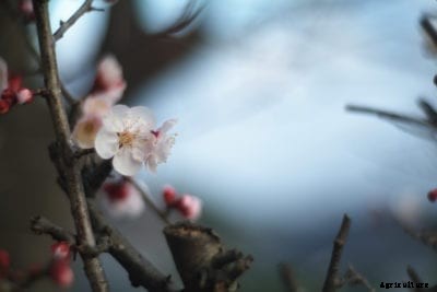 Japanese Apricot Tree Care: How To Grow Japanese Apricot Trees