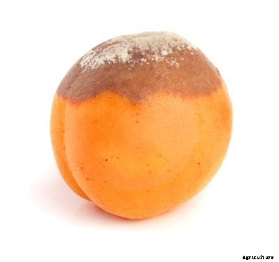 Apricot Brown Rot Treatment: What Causes Apricot Brown Rot