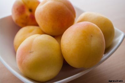 Apricot Vs. Armenian Plum – What Is An Armenian Plum