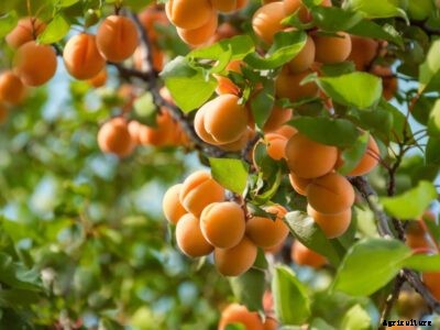 Apricot Phytophthora Root Rot: Managing Phytophthora On Apricots