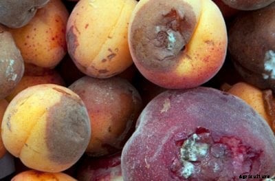 Rhizopus Apricot Control: Treating Apricots With Rhizopus Rot