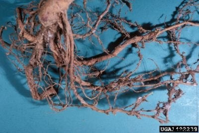 Apricot Nematode Problems – Treating Apricots With Root Knot Nematodes