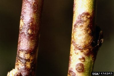 Apricot Scab Treatment – How To Manage Apricots With Peach Scab