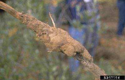 Apricot Armillaria Root Rot: What Causes Apricot Oak Root Rot