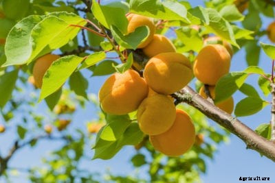 What Causes Apricot Waterlogging: What To Do For Waterlogged Apricot Trees