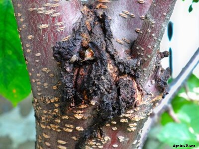 Bacterial Canker Control – Treating Apricots With Bacterial Canker Disease