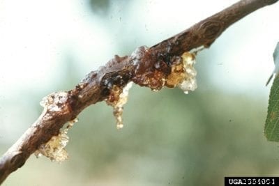 Apricot Fungal Gummosis – How To Treat Apricot Gummosis