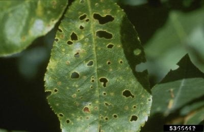 Apricot Shot Hole Control: How To Treat Apricots With Shot Hole Disease