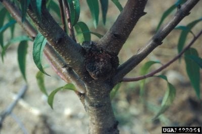 Apricot Crown Gall Symptoms: How To Treat Apricot Crown Gall Disease