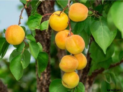 Apricot Leucostoma Canker Info – Treating An Apricot With Leucostoma Canker