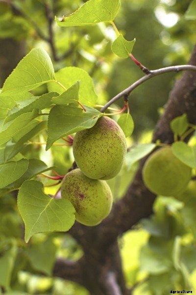 Apricot Thinning: How And When Should I Thin My Apricot Tree