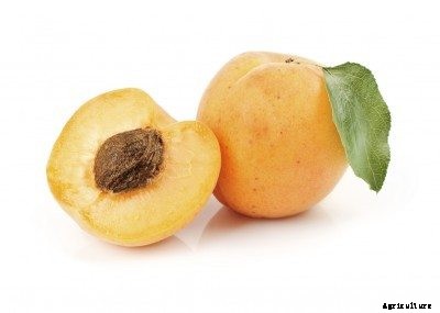 Apricot Seed Planting – How To Start An Apricot Tree From A Pit