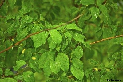 Apricot Not Blooming: Why There Are No Flowers On Apricot Trees