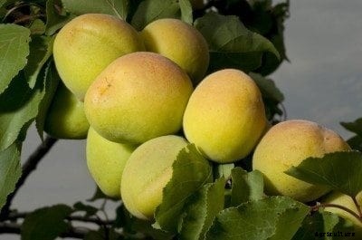 Apricots Do Not Ripen: Why Do My Apricots Stay Green On Tree