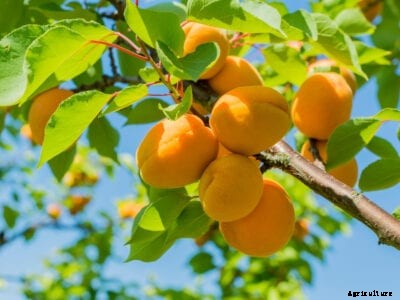 Apricot Fruit Drop: Causes And Treatment For Apricot Fruit Falling Off