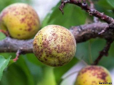 Treating Problems In Apricots: Learn About Diseases Of Apricot Trees
