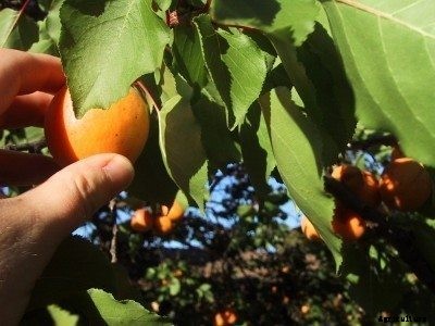 Picking Apricots: When And How To Harvest An Apricot