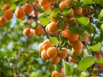 Apricot Tree Problems: Tips For Controlling Insects On Apricots