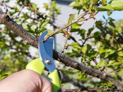 Apricot Tree Trimming: Learn When And How To Prune An Apricot Tree