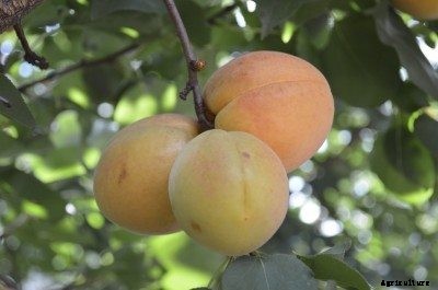 Reasons For An Apricot Tree Not Producing