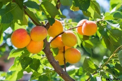 Care Of Apricot Trees: Apricot Tree Growing In The Home Garden