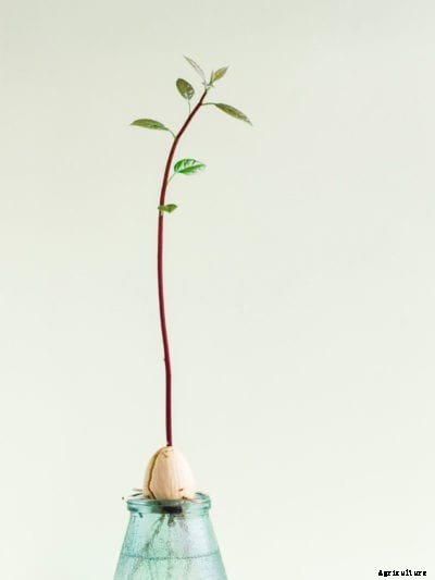 Leggy Avocado Plant – Why Is My Avocado Tree Leggy