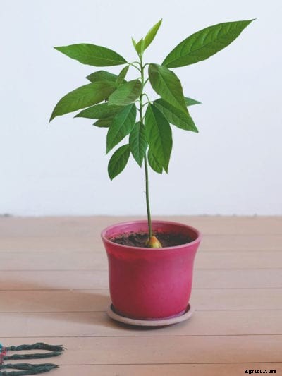 Repotting An Avocado: How And When To Repot An Avocado Tree