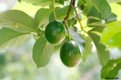 Avocado Fruit Drop: Why Is My Avocado Dropping Unripe Fruit