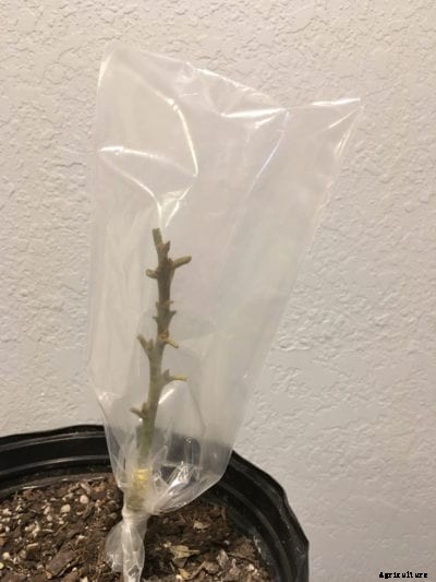 Avocado Tree Grafting – Caring For A Grafted Avocado Tree