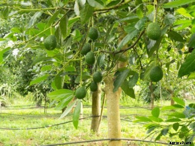 Phytophthora Root Rot: Treating Avocados With Root Rot