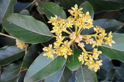No Blooms On Avocado : How To Get Flowers On Avocado Trees