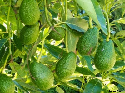 Avocado Black Spot: Learn About Cercospora Spot In Avocados