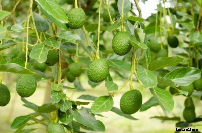 Tips For Thinning Avocado Fruit: Is Avocado Fruit Thinning Necessary