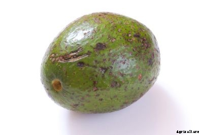 Avocado Anthracnose Treatment: What To Do For Anthracnose Of Avocado Fruit