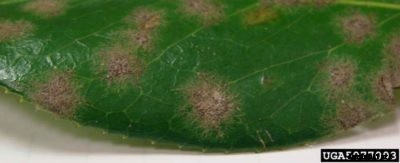 Avocado Algal Leaf Disease: Treating Spots On Avocado Leaves