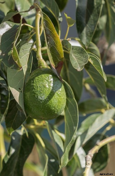 Powdery Mildew Control – Tips On Treating Powdery Mildew On Avocados