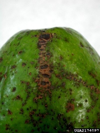 Avocado Scab Control: Tips On Treating Scab On Avocado Fruit