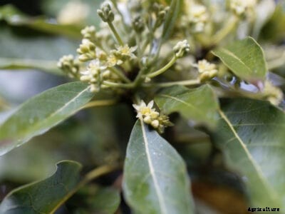 Avocado Bud Mite Control – How To Treat Bud Mites On Avocado Trees