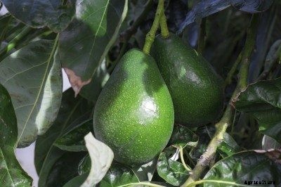 Avocado Tree Fertilizer: How To Fertilize Avocados