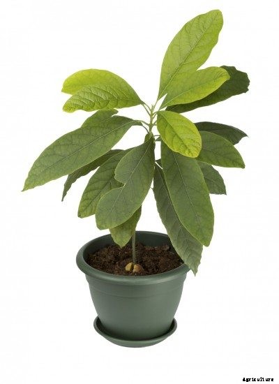 Avocado Houseplant Care – Information About Growing Avocados In Pots