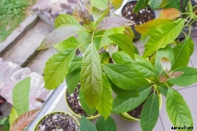 Avocado Tree Cuttings: Tips For Avocado Propagating By Cuttings