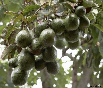 Cold Tolerance Of Avocado: Learn About Frost Tolerant Avocado Trees